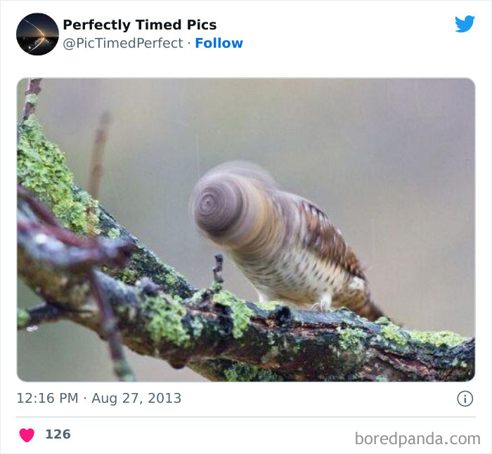 Perfectly-Timed-Pics