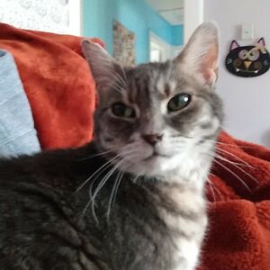 kittyinabathtub avatar