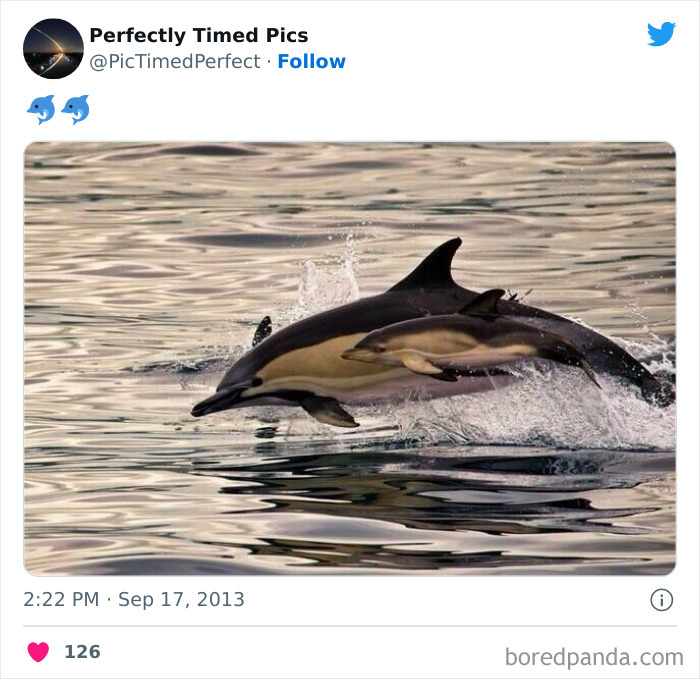 Perfectly-Timed-Pics