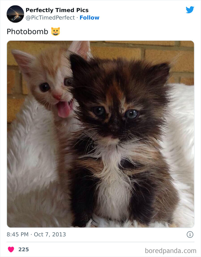 Perfectly-Timed-Pics