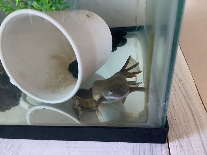 Sooo I’ve Got A New Frog! Her Name Is Freda, And She’s And African Clawed Frog! (R.i.p Bert (My Old Frog))