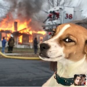 caravel-03-catarrh avatar