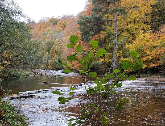 Allen Banks, Northumberland, England