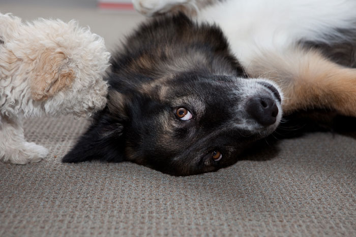 Family Drama Ensues After Dad Gifts His Son A Dog, Mom Sells It For $4K And Says That It Ran Away