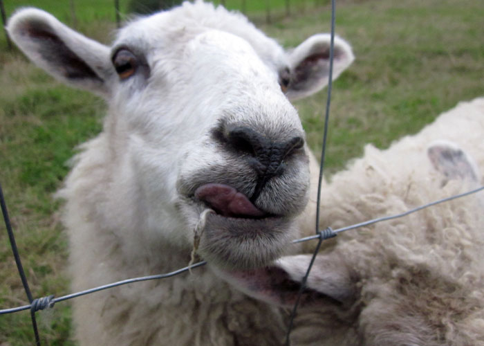 Flock Of Lost Sheep Trots Behind Confused Runner As She Accidentally Becomes Their Leader Flock Of Lost Sheep Trots Behind Confused Runner As She Accidentally Becomes Their Leader