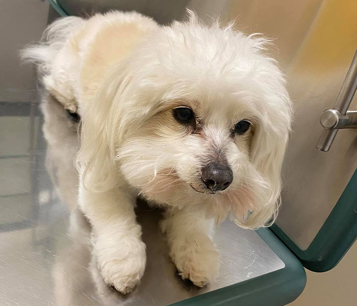 &ldquo;He Had One Job!&rdquo;: Husband Goes To Groomers, Comes Home With The Wrong Dog