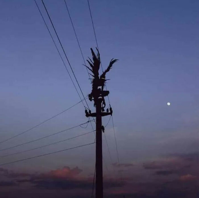 Cursed-Images-Twitter