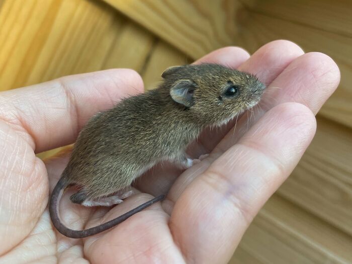 &ldquo;The Universe Certainly Has A Great Sense Of Humor&rdquo;: A Twitter User Shared Her Story Of Adopting And Taking Care Of An Abandoned Newborn Mouse