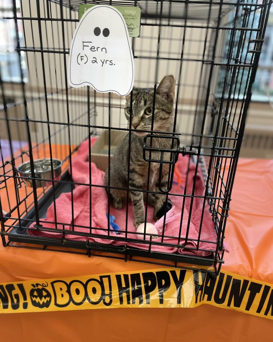 This Cat Saw All Her Friends Being Adopted At An Event Except Her This Cat Saw All Her Friends Being Adopted At An Event Except Her