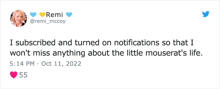 &ldquo;The Universe Certainly Has A Great Sense Of Humor&rdquo;: A Twitter User Shared Her Story Of Adopting And Taking Care Of An Abandoned Newborn Mouse