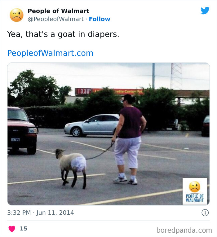 Person walks a goat in diapers at Walmart parking lot.