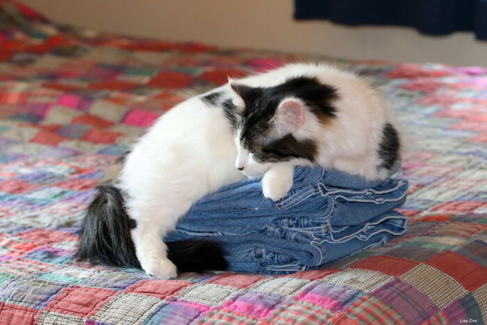 30 Things That Are An Integral Part Of An American House, As Assumed By Non-Americans In This Online Group