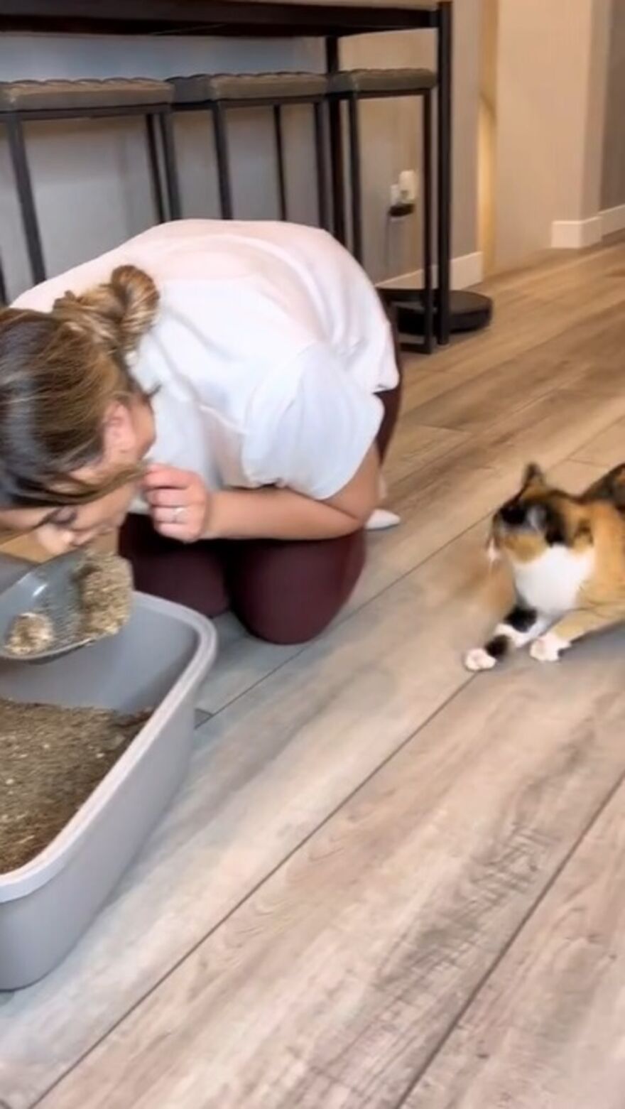 Owners Troll Their Cat And Video Goes Viral With Over 1.4 Million Views In Less Than 3 Hours Owners Troll Their Cat And Video Goes Viral With Over 1.4 Million Views In Less Than 3 Hours