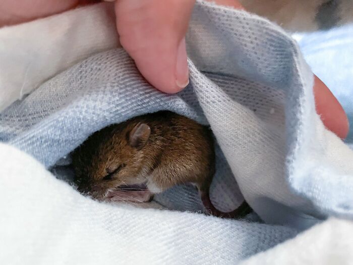 &ldquo;The Universe Certainly Has A Great Sense Of Humor&rdquo;: A Twitter User Shared Her Story Of Adopting And Taking Care Of An Abandoned Newborn Mouse
