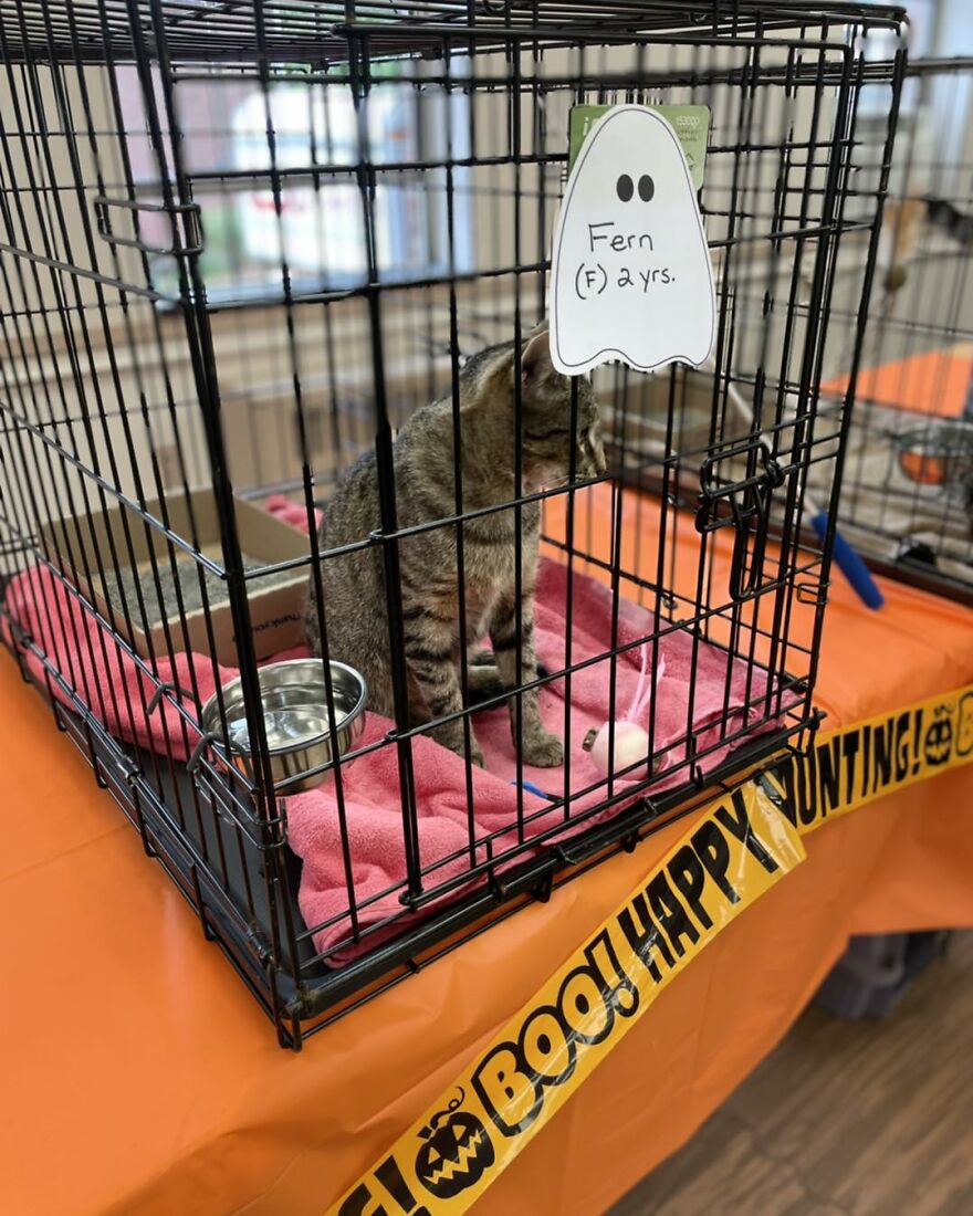 This Cat Saw All Her Friends Being Adopted At An Event Except Her This Cat Saw All Her Friends Being Adopted At An Event Except Her