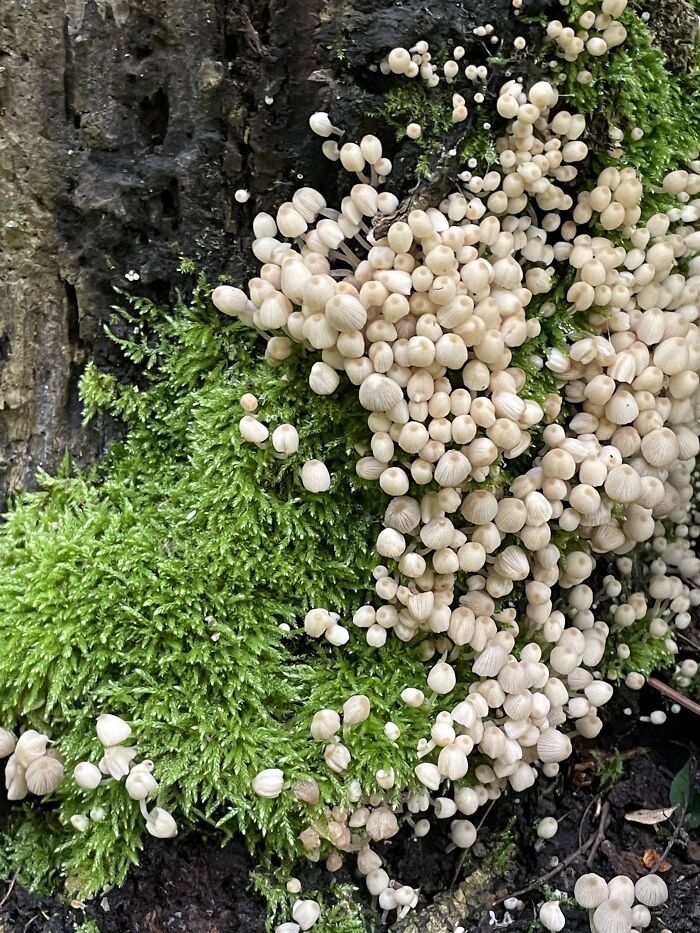Small Clusters Of Fungi Unknown Edible Status