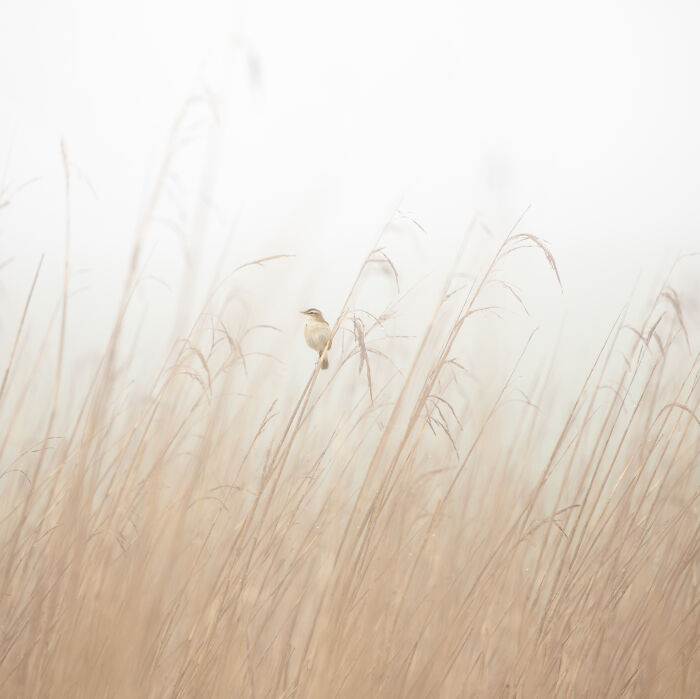 Your View Commended: David Southern, 'Reed Bed'