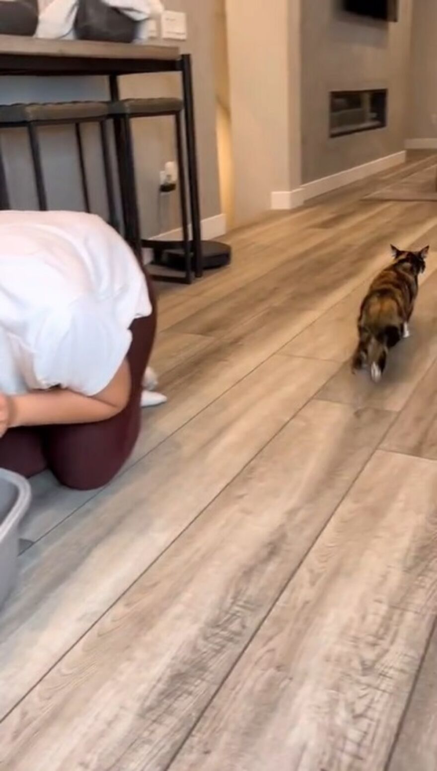 Owners Troll Their Cat And Video Goes Viral With Over 1.4 Million Views In Less Than 3 Hours Owners Troll Their Cat And Video Goes Viral With Over 1.4 Million Views In Less Than 3 Hours