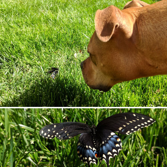 Dog looking at a butterfly