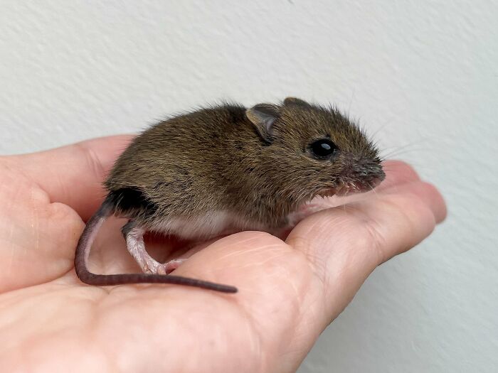 &ldquo;The Universe Certainly Has A Great Sense Of Humor&rdquo;: A Twitter User Shared Her Story Of Adopting And Taking Care Of An Abandoned Newborn Mouse