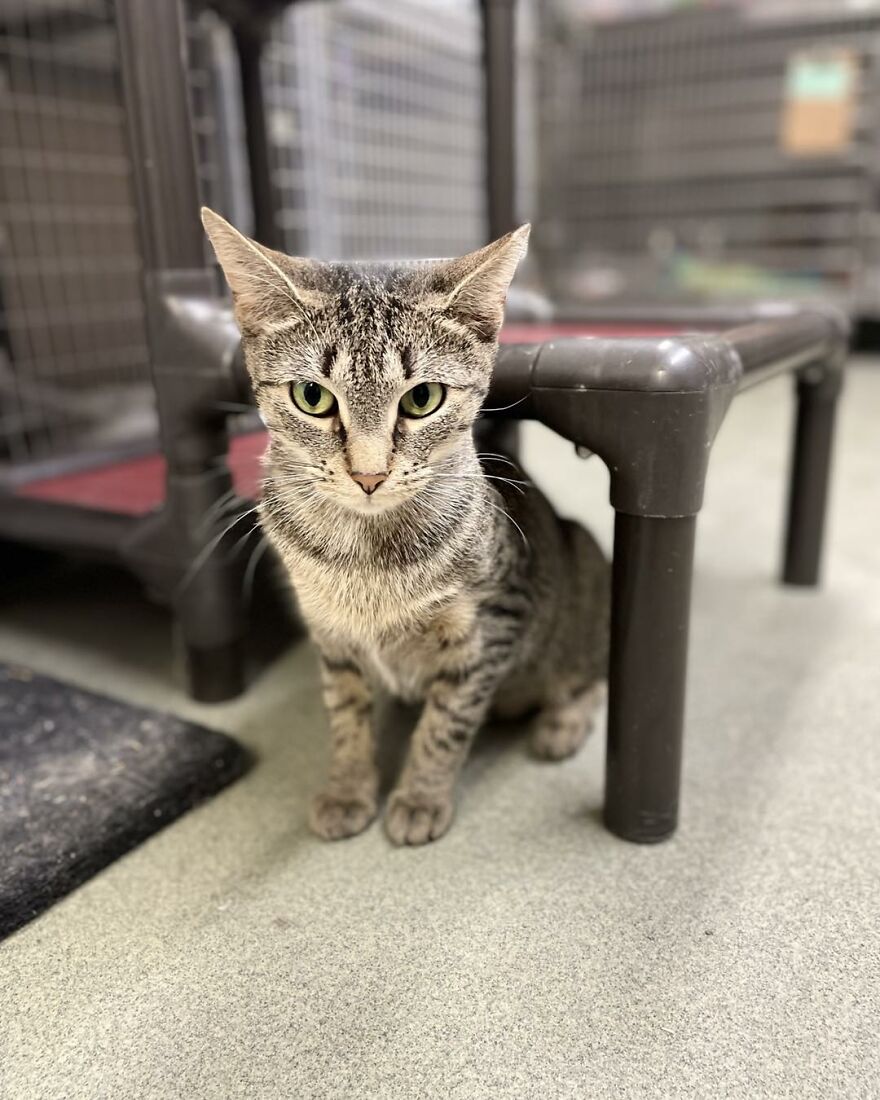 This Cat Saw All Her Friends Being Adopted At An Event Except Her This Cat Saw All Her Friends Being Adopted At An Event Except Her