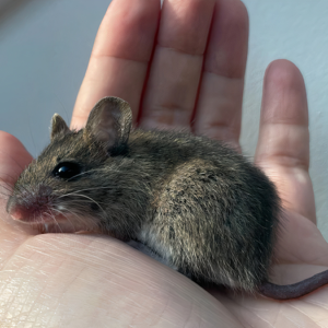 &ldquo;The Universe Certainly Has A Great Sense Of Humor&rdquo;: A Twitter User Shared Her Story Of Adopting And Taking Care Of An Abandoned Newborn Mouse