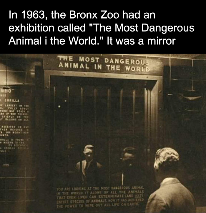 Man near a mirror labeled the most dangerous animal in the world, illustrating creepy facts about humanity and danger.
