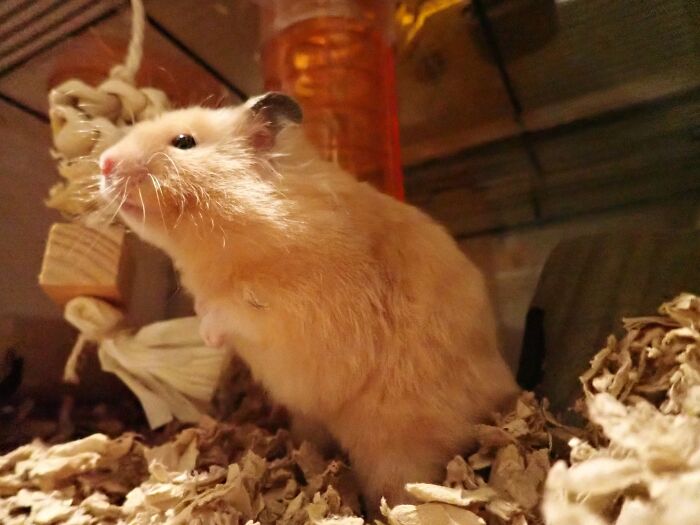 Worked For About 30mins For This One, Finally Got A Pic Of My Pet By Putting My Camera In The Cage Then Setting A 10 Timer And Holding A Nut