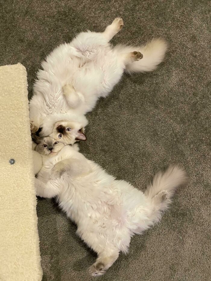 Why Do They Have To Be This Cute?