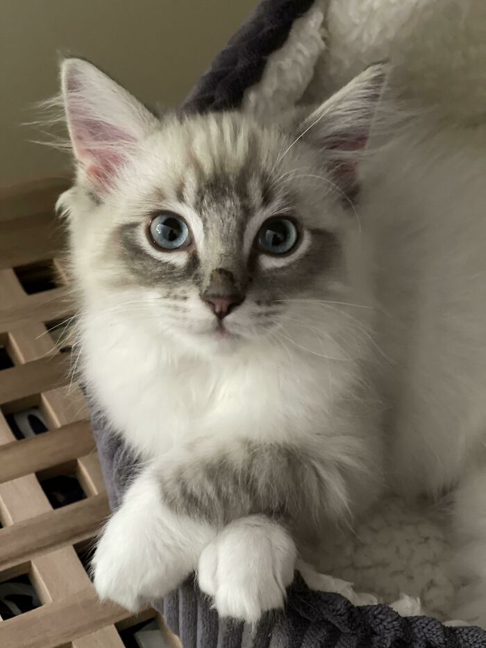 Ivan Quietly Judging Everything