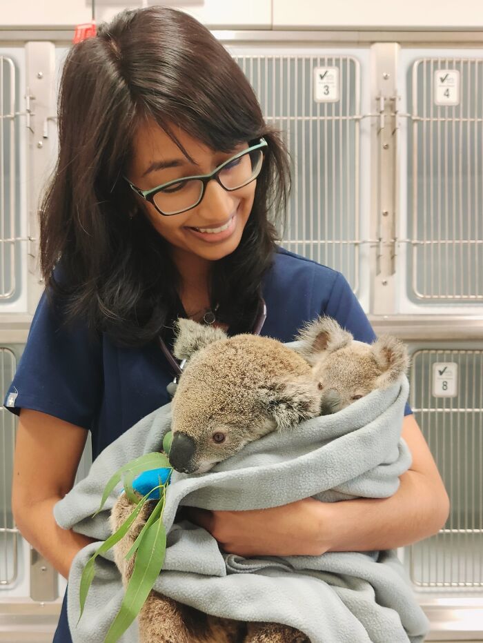 Young Koala Came To Us With Dog Fight Wounds And I Noticed She Had A Lactating Nipple. It Took A Full Day, But We Were Able To Find And Reunite Her With Her Baby