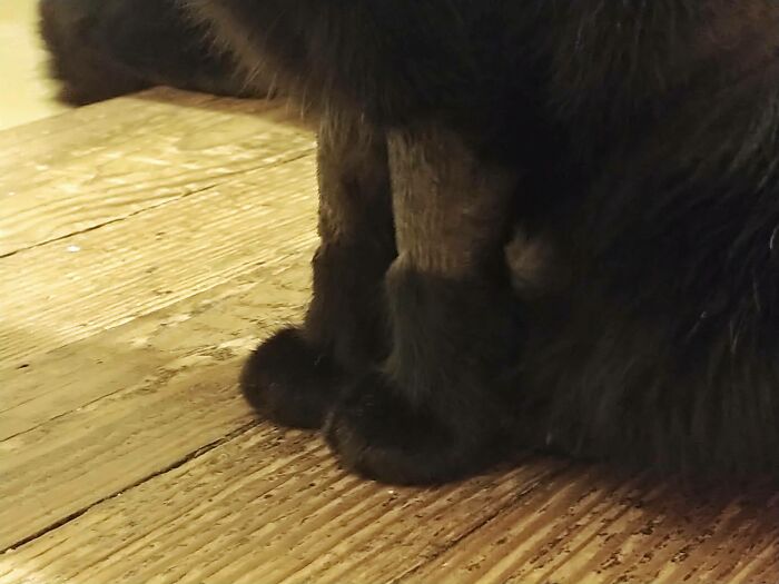 Vet Had To Shave My Little Man's Legs And Ended Up Giving Him Boots With The Fur