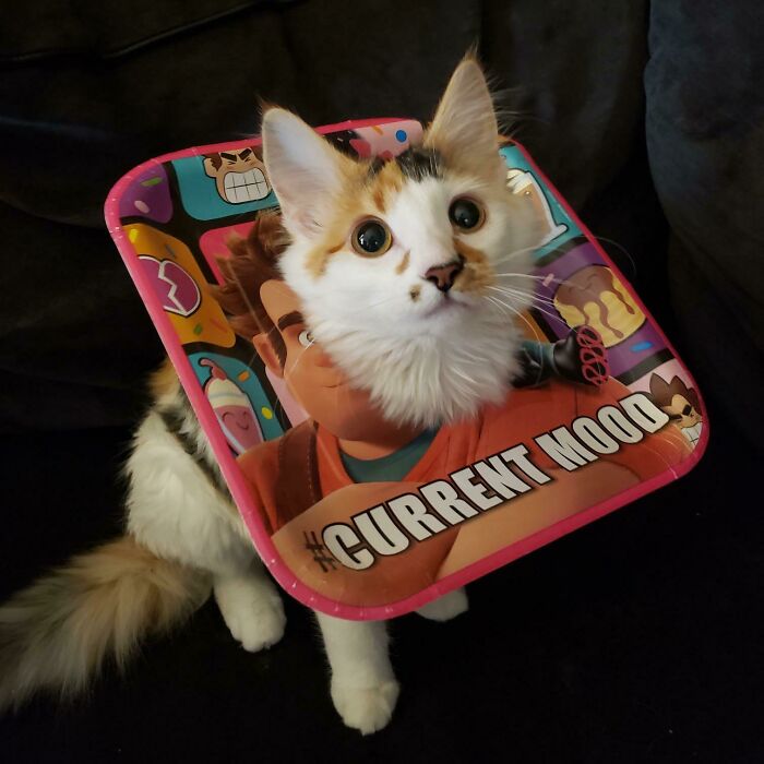 Got Her Spayed And The Vet Didn’t Have Cones Small Enough