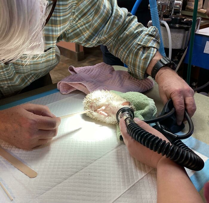 We Anesthetized A Hedgehog Today