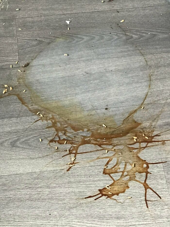 I Hate My Flatmates (No That’s Not Rice)