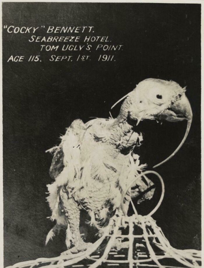 The Cockatoo 'Cocky' Bennett Was Born In 1796 And Lived Until 119. He Was Alive At The Same Time As George Washington And Died During Wwi