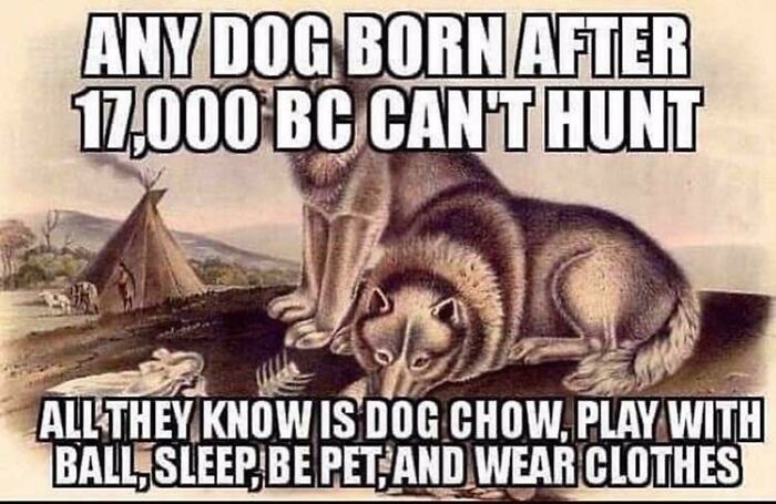 These Dogs Now And Days