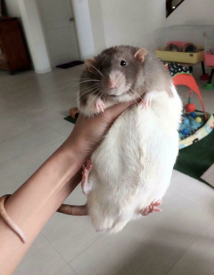 Cheeseboi Unit