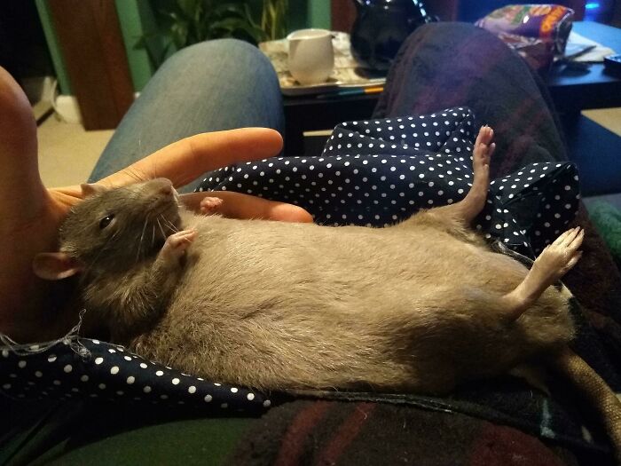 Bert Has Started Napping Like This. My Heart Breaks