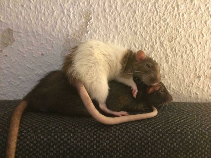 Noodle Loves Her Best Friend, Peter. They Are Inseparable