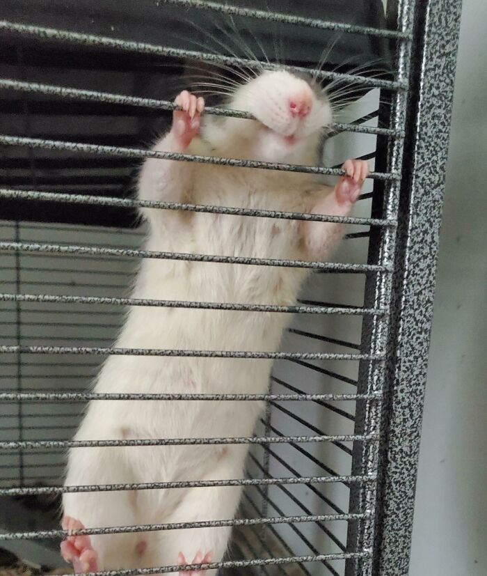 So My Rat Egg Likes To Gum At The Bars For Attention