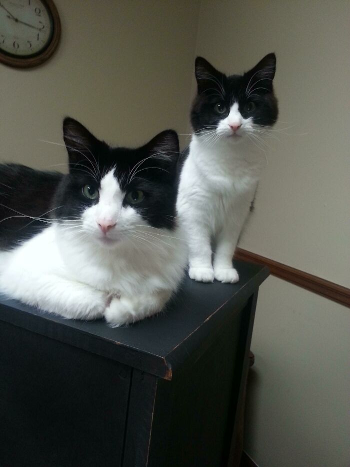 My Cat Also Met His Kitten Doppelganger