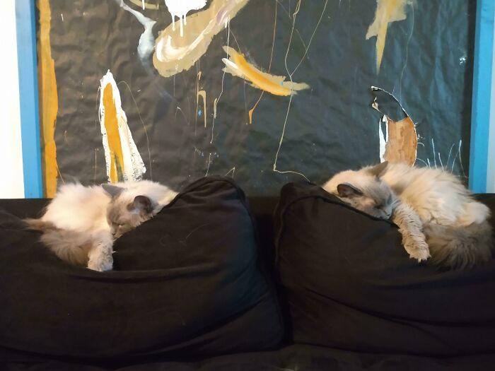 Twins Taking A Nap Or A Glitch In The Matrix