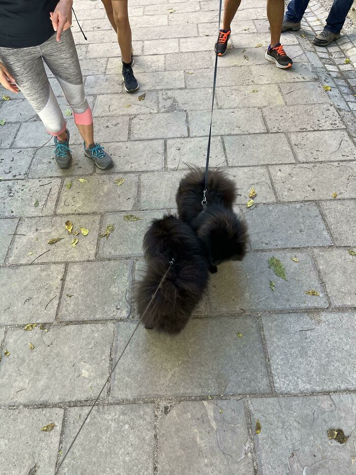 Lilo Met Her Doppelganger Today