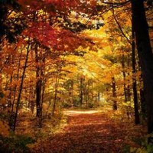 possum_laneart avatar