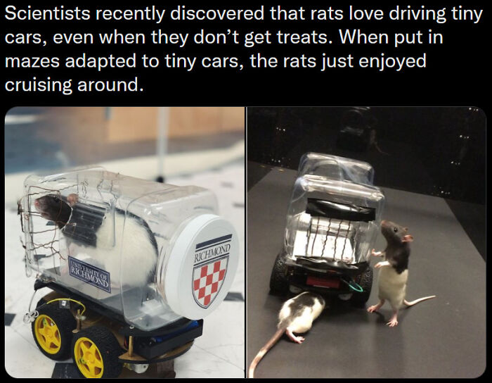 They're Not Paying For Gas, What's Not To Love About Going For A Spin?