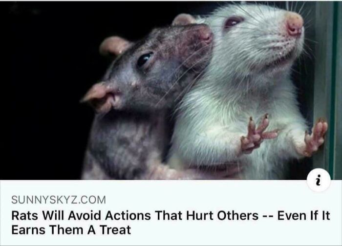 Rats Avoid Hurting Others