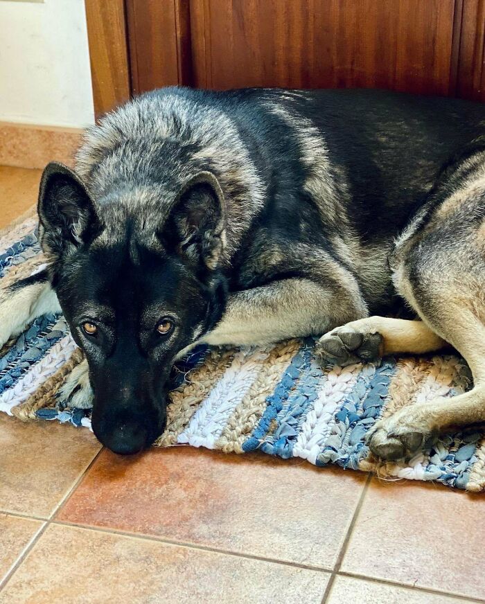 This Is Natsu, Our Handsome 1 Year And A Half Iberian Wolfdog