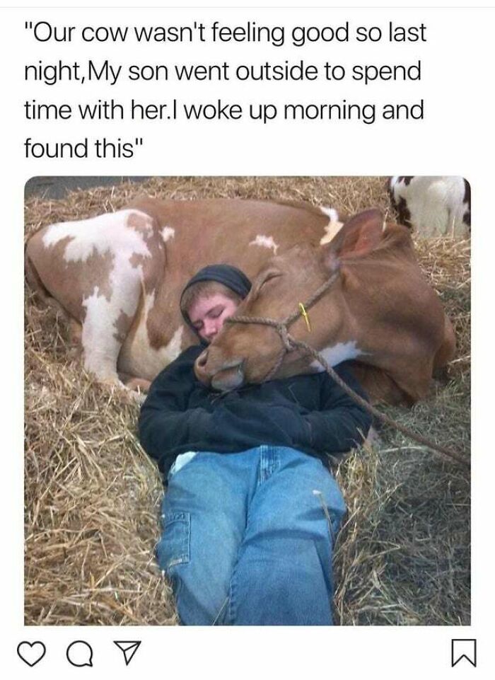 Cow Falls Asleep After Boy Comes To Comfort Them When They Weren't Feeling Well