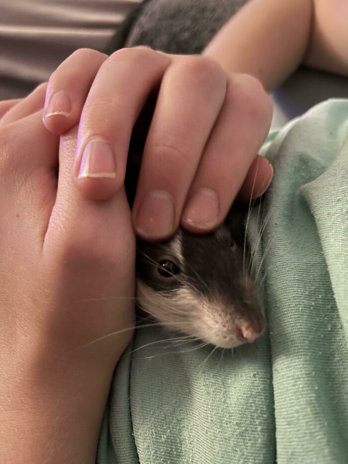 My Rats Learned To Fake Sickness